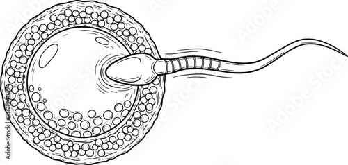 Human fertilization (sperm and egg) vector illustration.
