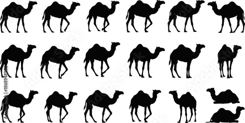 Camel silhouette icon set, black desert animals collection in walking and resting poses, wildlife and travel symbols, clean flat vector illustration isolated on white background