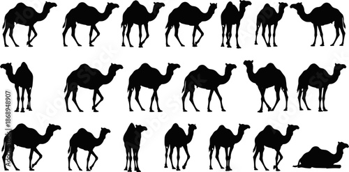 Camel silhouette collection vector illustration, desert animal walking standing poses set, dromedary wildlife icons for travel nature safari design