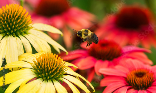 Foto A large Bumblebee flying through an Echinacea or Coneflower garden filled with colorful red and yellow flowers looking to pollinate