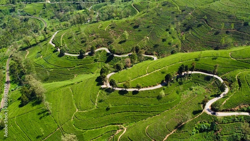 Fotografie Aerial drone view of lush green tea fields in Nuwara Eliya, Sri Lanka, revealing rolling hills and endless plantations