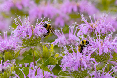 Golden Northern Bumblebees pollinating within a Pink Bee Balm garden filled with blooming flowers.