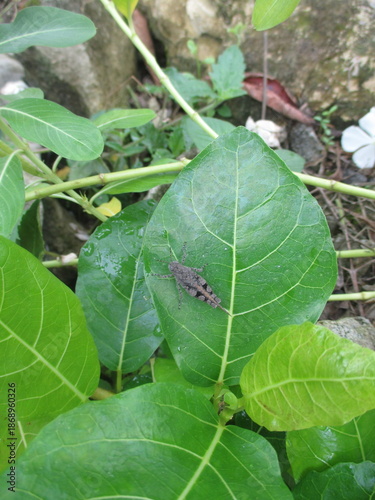 a wild plant whose name is unknown grows on a pile of rocks