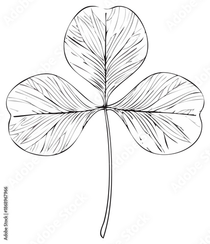 Black and white line art illustration of a three leaf clover shamrock a symbol of good luck