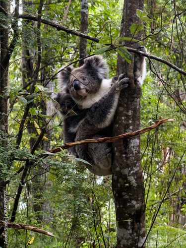 Canvas Print Koala and Baby Joey on Eucalyptus Tree, Great Ocean Road, Victoria, Australia