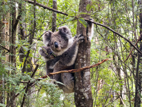 Εκτύπωση καμβά Koala and Baby Joey on Eucalyptus Tree, Great Ocean Road, Victoria, Australia