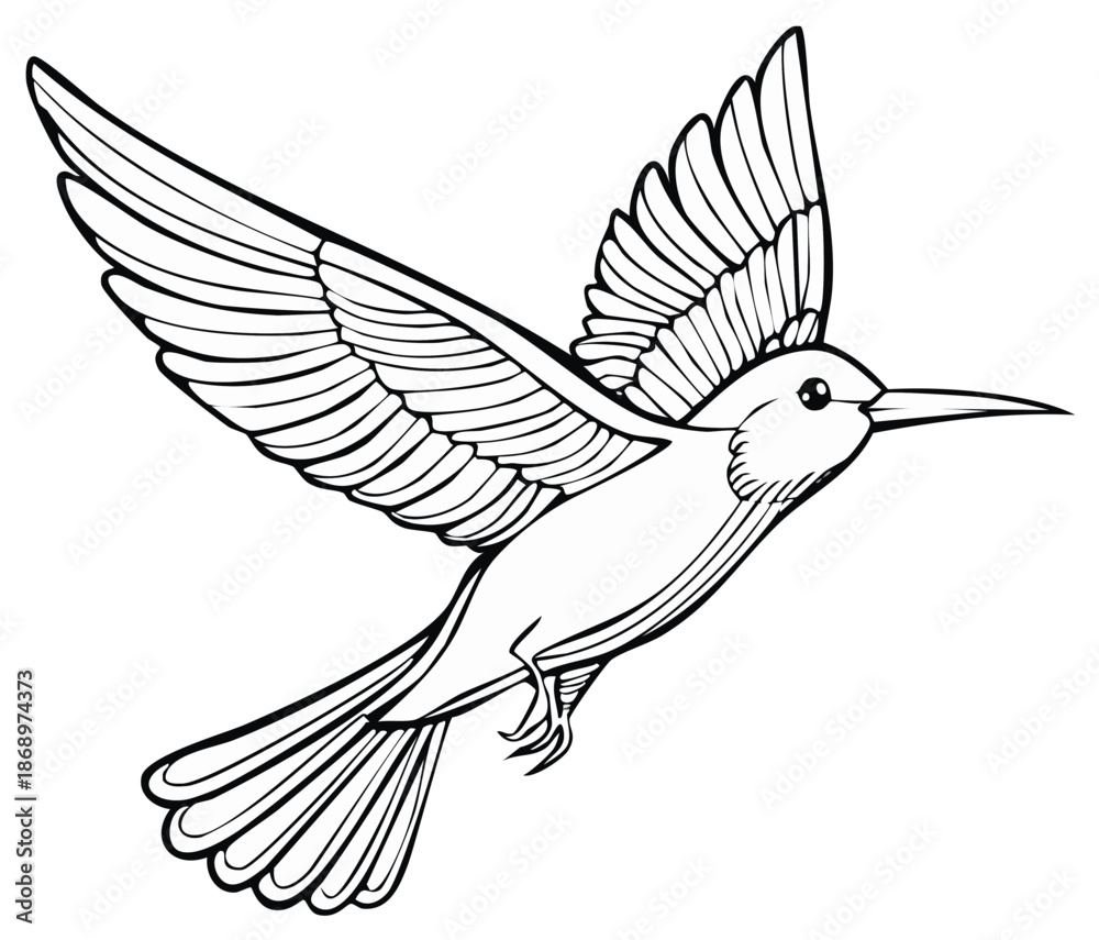 Obraz premium Hummingbird in flight vector illustration. Outline drawing of a bird with open wings.