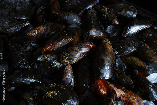 Fresh Mussles on Ice