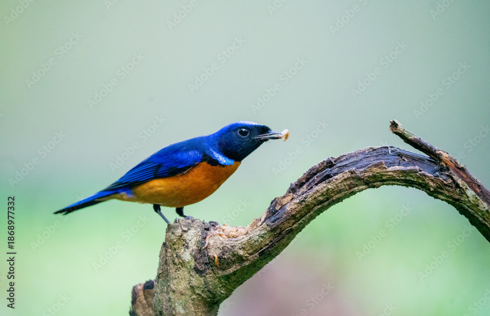 Obraz premium Rufous Bellied Niltava Perching Calmly