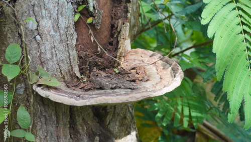 Photos Bracket fungus that grows on dead trees