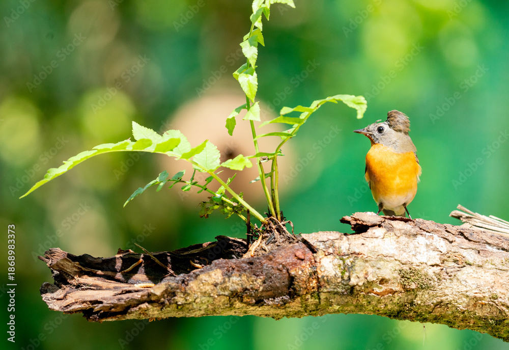 Obraz premium Hill Blue Flycatcher Female Perching