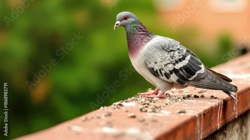 Urban pigeon standing on a ledge with blurred greenery in the background, displaying unique feather patterns and colors
