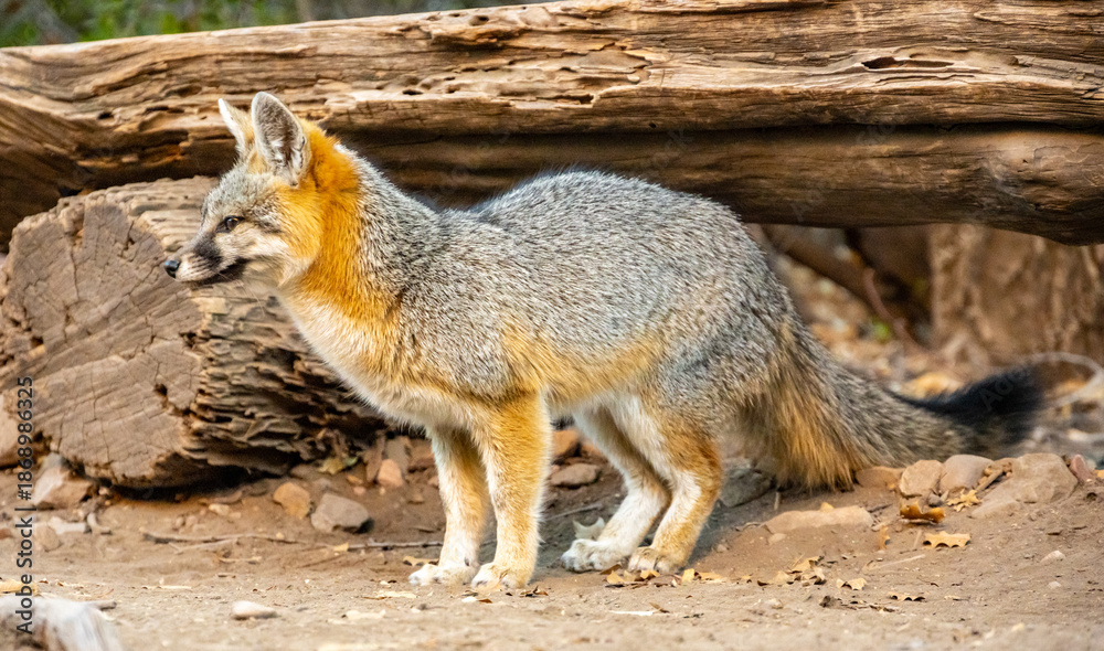 Naklejka premium Gray Fox Looks Left Of Frame