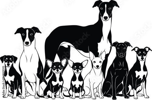 Group of different dog breeds illustration, black and white silhouettes of greyhound, chihuahua, and pinscher pets isolated on white background, 