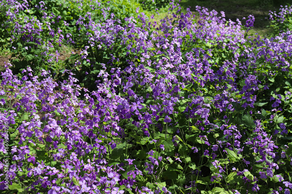 Fototapeta premium A flower field in spring.
