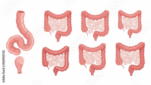 Human Digestive System A Detailed Medical Illustration of the Intestines & Colon