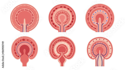 Illustration of the stages of a biological structure's cross-section, showing internal details