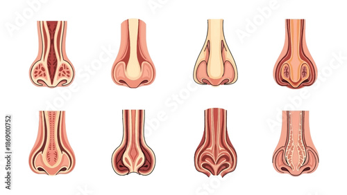 Anatomical Illustrations of the Human Nose Exploring Different Structures and Cross-Sections