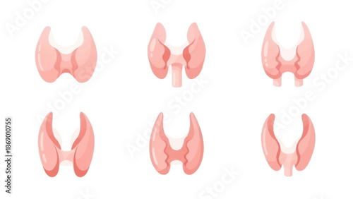 Diverse Illustrations of the Thyroid Gland A Detailed Anatomical Study
