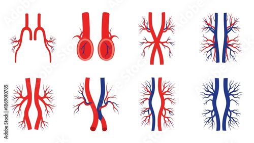 Anatomical Illustrations of Arteries and Veins A Visual Guide