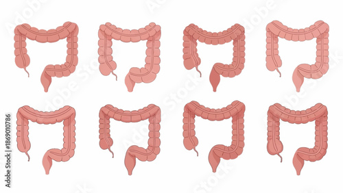 Various representations of the colon in pink tones, ideal for healthcare and medical concepts
