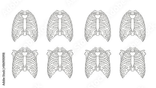 Anatomical Study Detailed Illustration of the Human Rib Cage in Medical Context