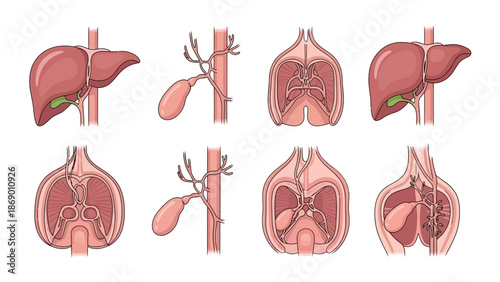 Detailed Anatomical Illustrations Exploring the Human Liver and Gallbladder System
