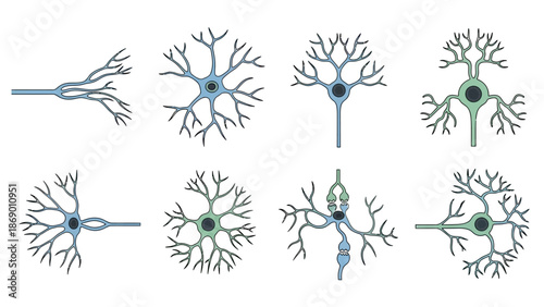 Illustrative depiction of various neuron types and structures in a science presentation or educational material