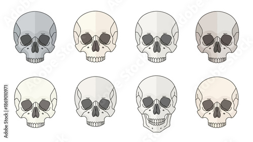 Anatomy of Human Skulls A Collection of Artistic Illustrations with Varied Tones and Designs