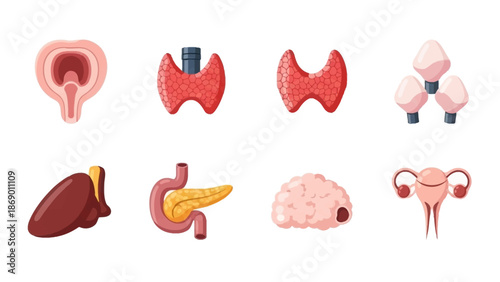 Human Anatomy Medical Illustrations of Organs, Ideal for Educational and Healthcare Visuals