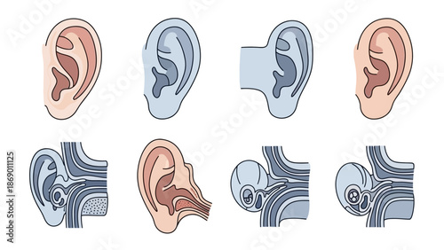 Anatomy of the Human Ear Illustrations of Outer, Middle, and Inner Ear Structures