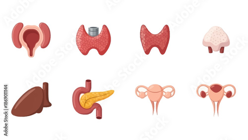Medical Illustration of Human Endocrine System Organs for Educational and Healthcare Use