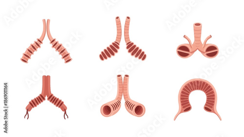 Anatomical Diagrams of Bronchial Tubes A Detailed Visual Guide to Respiratory Structures