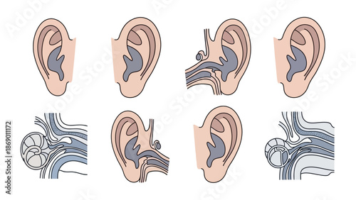 Anatomical Illustrations of the Human Ear A Detailed Look at Ear Structure and Function