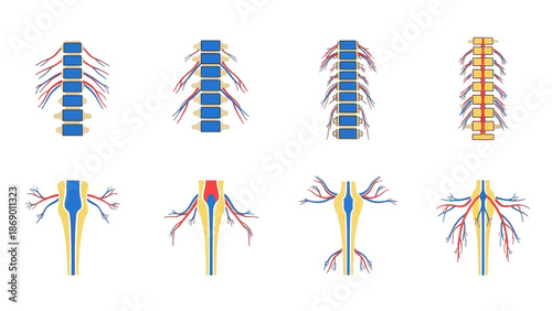 Developmental stages of the neural tube and the spinal cord in a human embryo