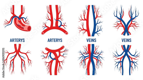 Artistic Anatomical Representation of Arteries and Veins A Detailed Diagram