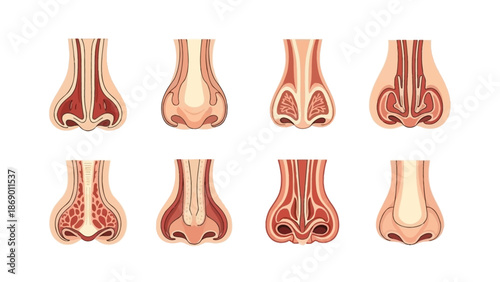 Anatomical Illustrations of the Human Nose Detailed Views for Medical and Educational Purposes
