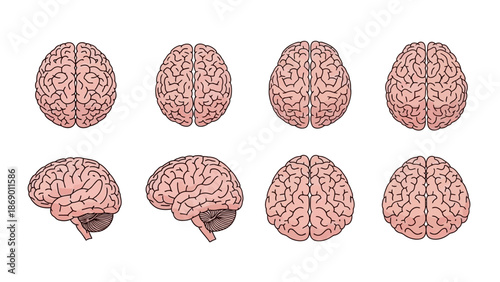 Diverse Views of a Human Brain Anatomical Diagram in Multiple Perspectives