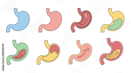 Stomach Diagrams A Colorful Exploration of the Human Digestive System and Its Functions