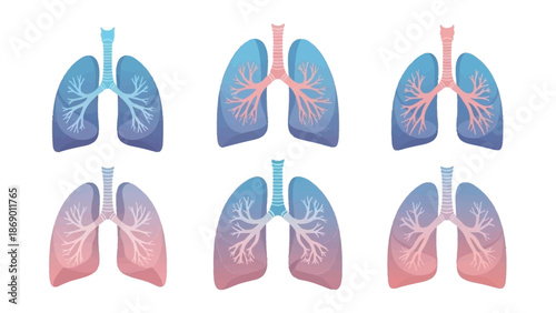 Illustrative Lungs A Visual Representation of Respiratory System Dynamics and Health