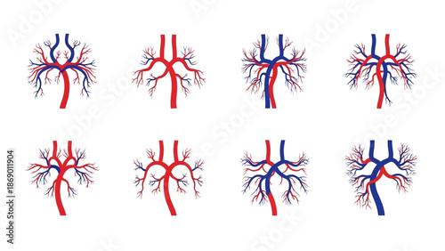 Artistic Representations of the Circulatory System Red and Blue Vein and Artery Illustrations