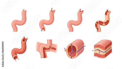Diagram of the human small intestine sections depicting the organ's structure and layers