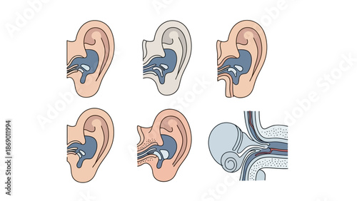 Illustration of the inner workings and anatomy of the human ear, depicting different views