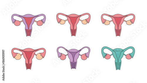 Stylized Illustrations of Female Reproductive Systems in Various Colors