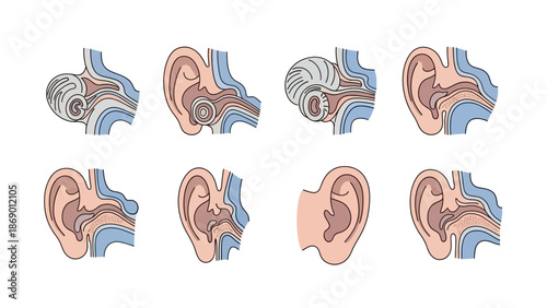 Detailed illustrations of the human ear, showcasing the anatomy and inner workings for educational purposes