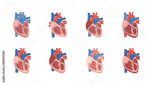 Medical Illustration of Human Heart Anatomy Depicting Various States and Conditions