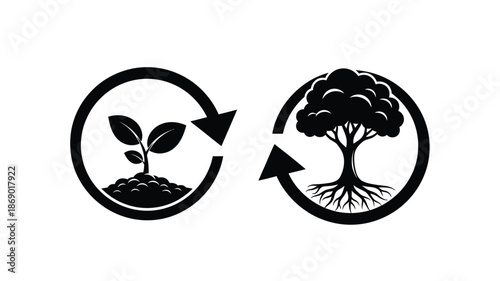 The cycle of life from seedling growth to mature tree and back