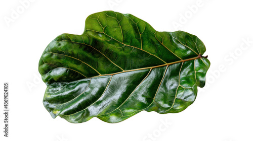 Fiddle-leaf fig (ficus lyrata) dark green leaf featuring distinct lighter veins, isolated on a transparent background