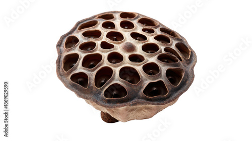 Dried lotus seed pod showing intricate natural pattern and texture against a transparent background