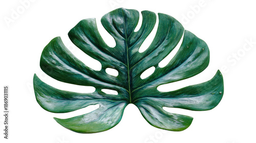 Monstera deliciosa leaf having natural green and white variegation, tropical foliage on transparent background